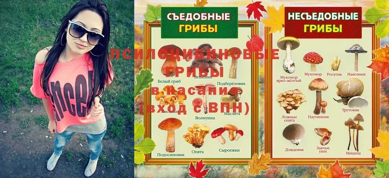 где найти   Славск  Галлюциногенные грибы MAGIC MUSHROOMS 